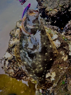 ヒラメの釣果