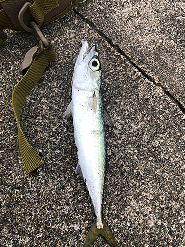 サバの釣果