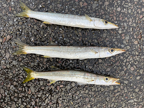 カマスの釣果