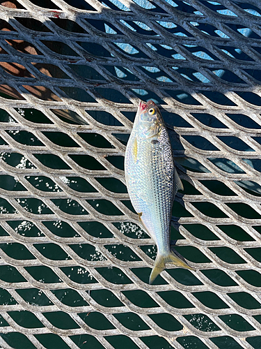 コノシロの釣果