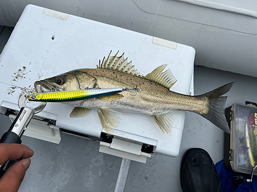 シーバスの釣果