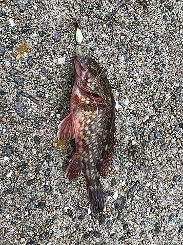 アラカブの釣果