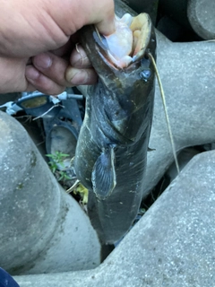 ニホンナマズの釣果