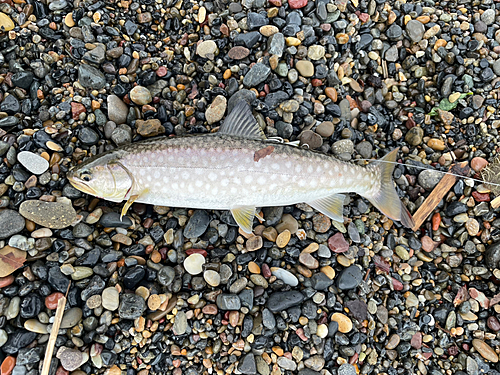 ウミアメの釣果