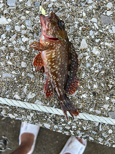 アラカブの釣果