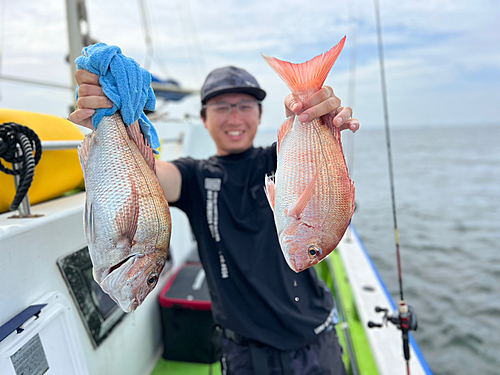 マダイの釣果