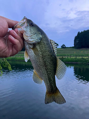 ラージマウスバスの釣果