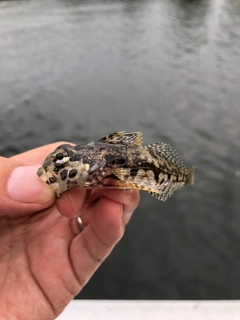 アナハゼの釣果