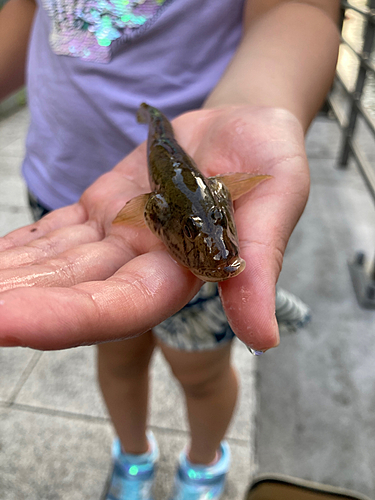 マハゼの釣果