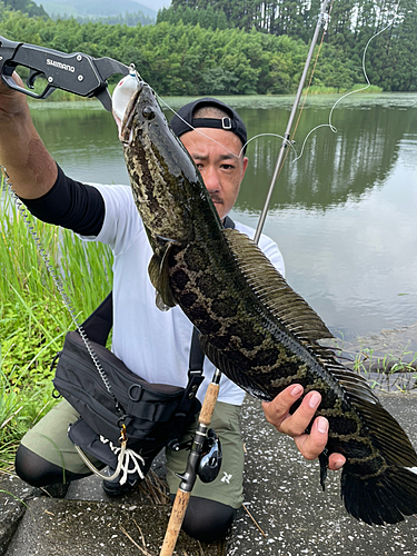 ライギョの釣果