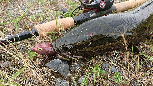 ライギョの釣果