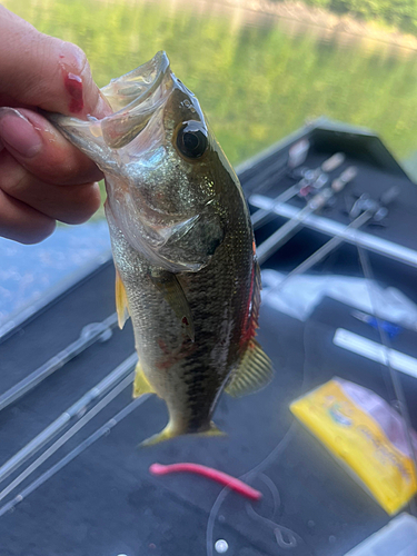 ブラックバスの釣果