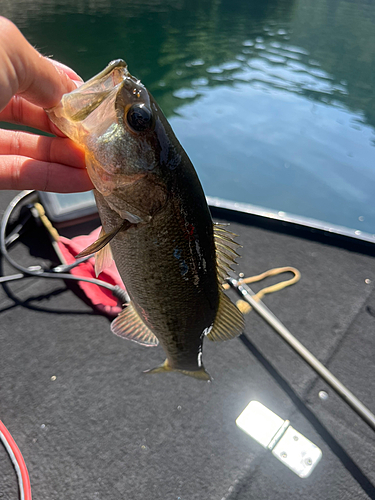 ブラックバスの釣果