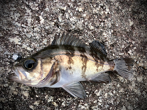 メバルの釣果