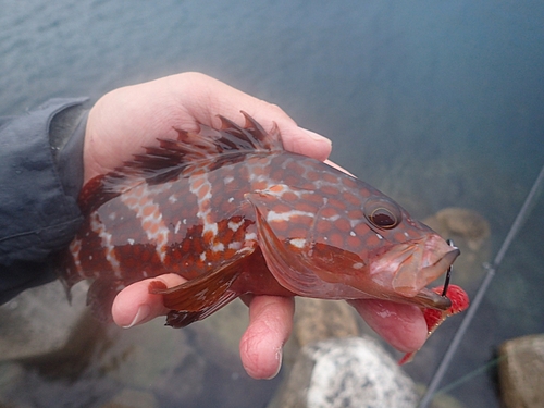 キジハタの釣果