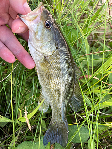 スモールマウスバスの釣果