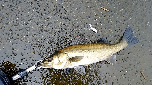 セイゴ（タイリクスズキ）の釣果