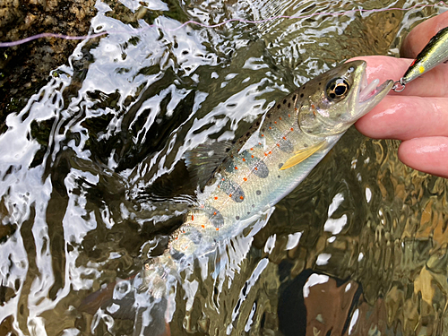 アマゴの釣果