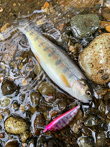 ニジマスの釣果