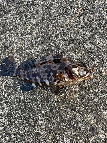 チャイロマルハタの釣果