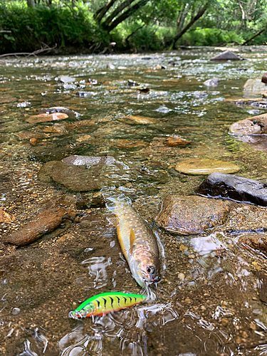 アメマスの釣果