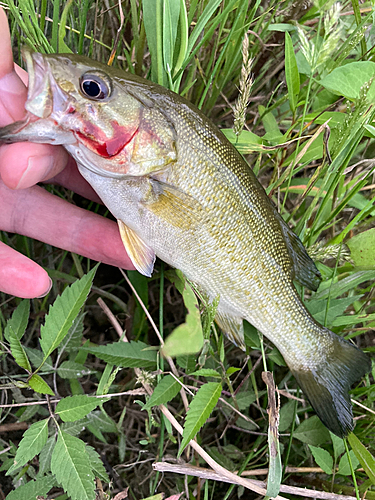 スモールマウスバスの釣果