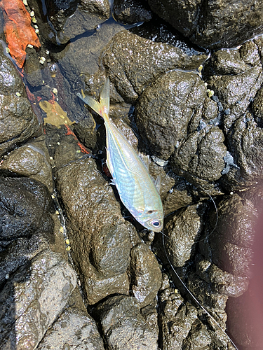 マアジの釣果