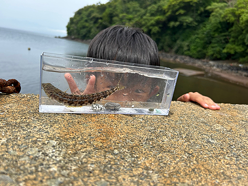 エソの釣果