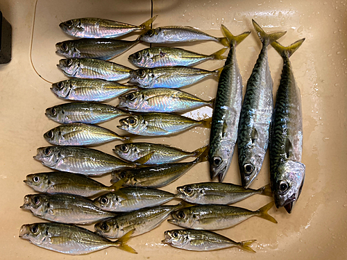 アジの釣果