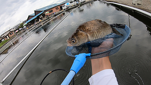 ヘラブナの釣果