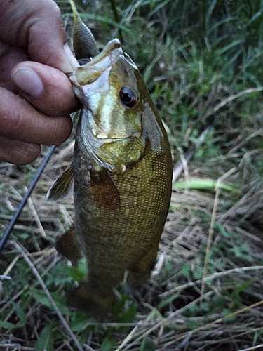 スモールマウスバスの釣果