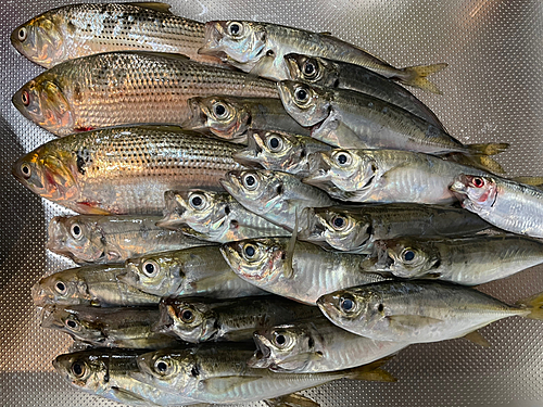 アジの釣果