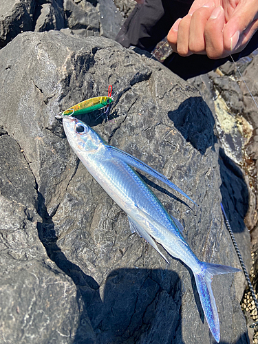 トビウオの釣果