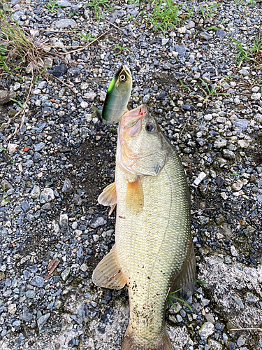 ブラックバスの釣果