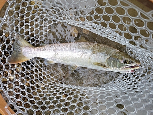 ヤマメの釣果