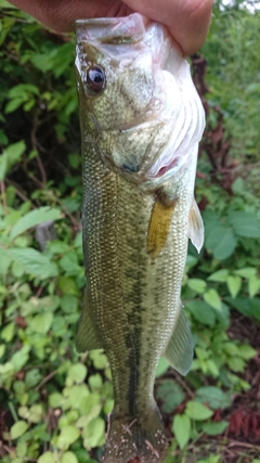 ラージマウスバスの釣果