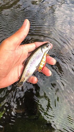 ニジマスの釣果