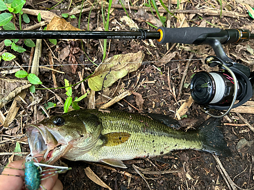 ブラックバスの釣果