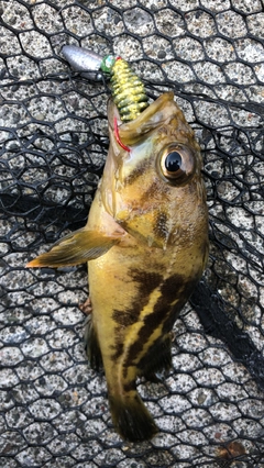 シマソイの釣果