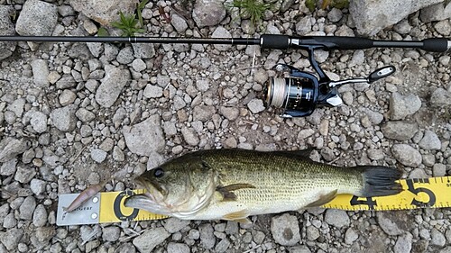 ラージマウスバスの釣果