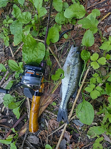 ブラックバスの釣果