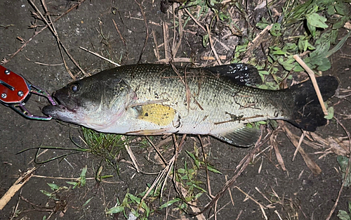 ブラックバスの釣果