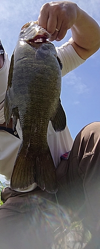 スモールマウスバスの釣果