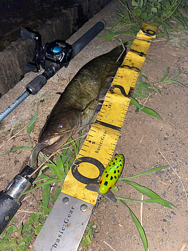 ナマズの釣果