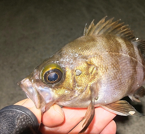 メバルの釣果