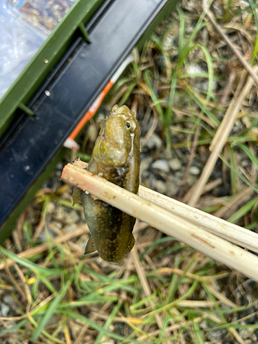 チチブの釣果