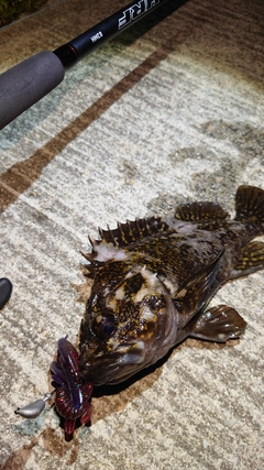 オウゴンムラソイの釣果