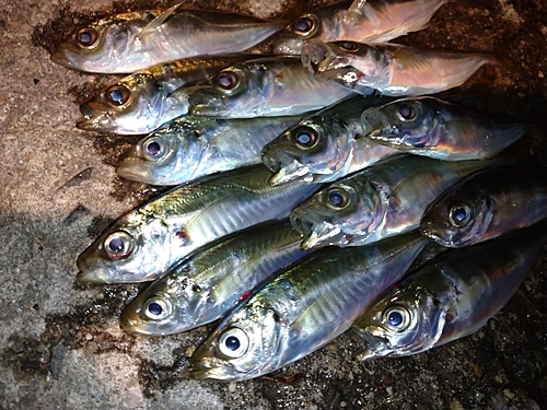 アジの釣果