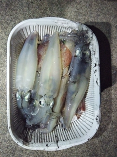 ケンサキイカの釣果