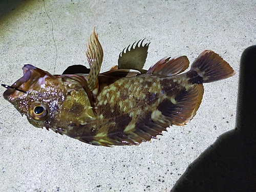 カサゴの釣果